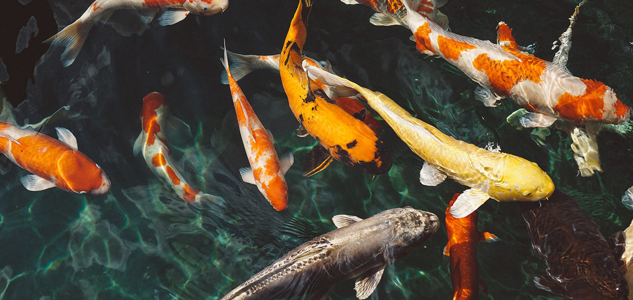 Poissons dans l’étang