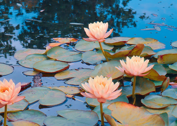 Plantes aquatiques dans l’étang